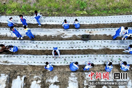【中新网】农田变课堂40余名师生“菜篮子”基地种玉米