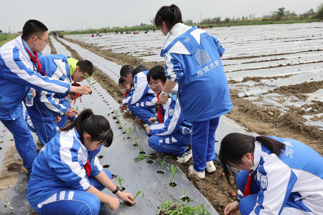 【封面新闻】农田变课堂 中学生下地种玉米体验春种