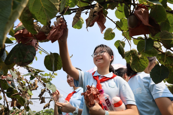【中国日报网】猕猴桃熟了 成都60多位师生帮忙采摘贺丰收