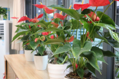 石室天府“教室美学”上线！从整洁到惊艳，每一个细节都是热爱