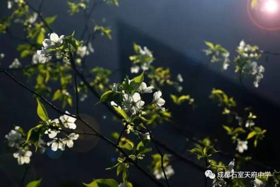 说明:http://mmbiz.qpic.cn/mmbiz_jpg/uPJ1csl0iaqQWKfKZHySFfBohMiaB1n4ce7bkazpKFtbdzjLGOic703W4nDTz5mn9l75VbKHbqBPma5U7Gs6icfDwA/640?wx_fmt=jpeg&wxfrom=5&wx_lazy=1