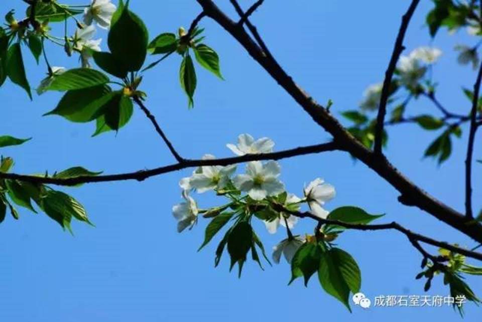 说明:http://mmbiz.qpic.cn/mmbiz_jpg/uPJ1csl0iaqQWKfKZHySFfBohMiaB1n4cewUkNSScVGFVhiaervqGiac3RhLz0xjs8d9g8OK845GoG71GkO6Lx2REw/640?wx_fmt=jpeg&wxfrom=5&wx_lazy=1