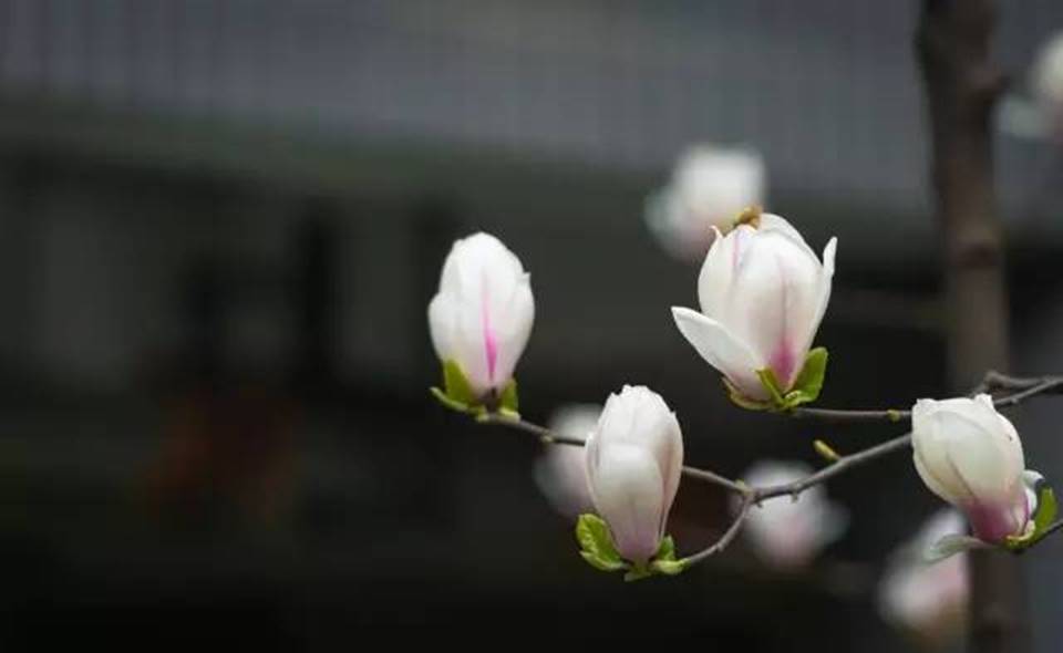 说明:http://mmbiz.qpic.cn/mmbiz_jpg/uPJ1csl0iaqSbeaNG8Lv9Wu5gWQErGy8ZicEsRDWA0Ajo0KwRJPibpQyVuCUJ4DbECYam0Nlicat1FoavQKVEMibHmw/640?wx_fmt=jpeg&wxfrom=5&wx_lazy=1