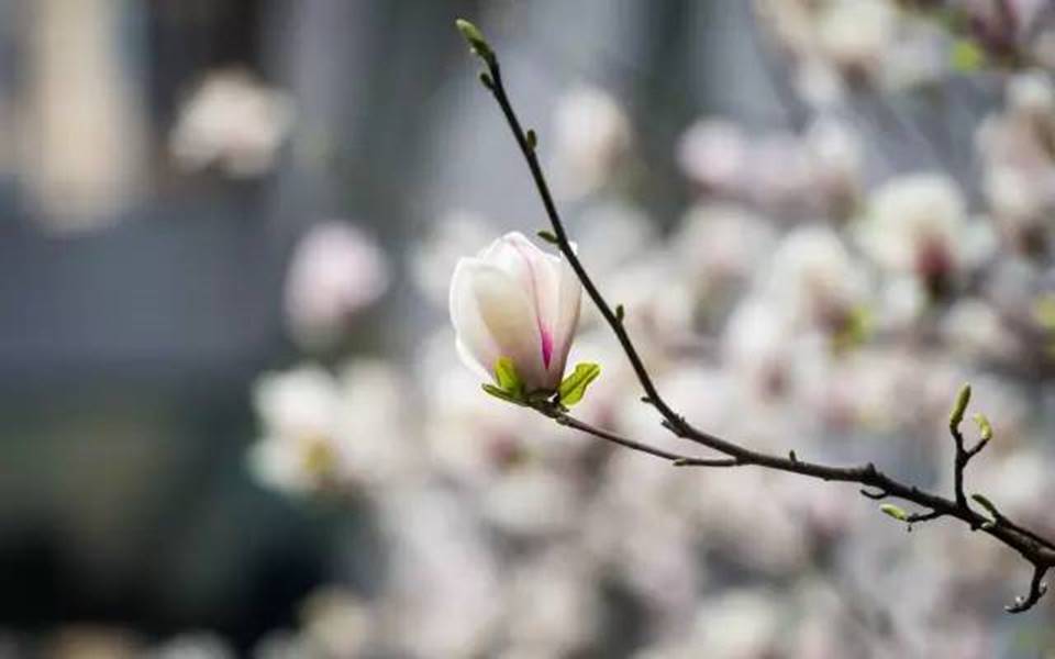 说明:http://mmbiz.qpic.cn/mmbiz_jpg/uPJ1csl0iaqSbeaNG8Lv9Wu5gWQErGy8ZB9EZOJmicvHo4kHSwoibDsDBhSBntzaRrxOCicc0qY4icwn1krWVC99eEA/640?wx_fmt=jpeg&wxfrom=5&wx_lazy=1