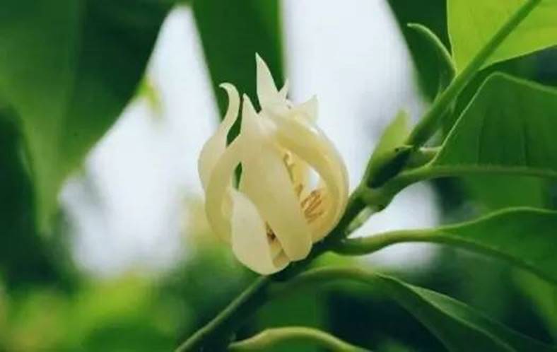 说明:http://mmbiz.qpic.cn/mmbiz_jpg/uPJ1csl0iaqQwFfGMib4gIB8Uu68SHb6pueHUPSL8ib3wrvaqkhF4jH7BfNGLW8v02mq1yB7M7Y2ibgJ6wuxqKGiadQ/640?wx_fmt=jpeg&wxfrom=5&wx_lazy=1
