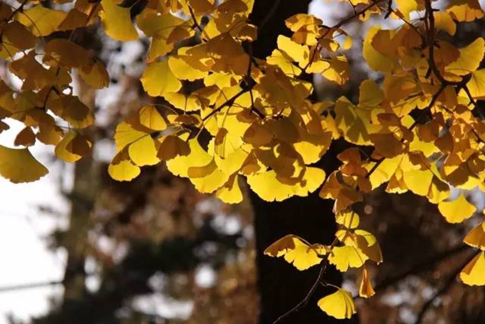 说明:http://mmbiz.qpic.cn/mmbiz_jpg/uPJ1csl0iaqSbeaNG8Lv9Wu5gWQErGy8ZkBr9bveUkwBiajrzJ7goMAlzD1c1DuOSr0O9DQ2S3Nzr8ibdYRpeHOqg/640?wx_fmt=jpeg&wxfrom=5&wx_lazy=1