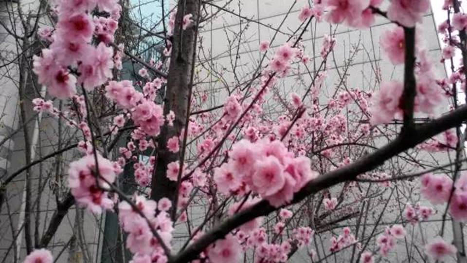 说明:http://mmbiz.qpic.cn/mmbiz_jpg/uPJ1csl0iaqSbeaNG8Lv9Wu5gWQErGy8Z1EDrpC7MtaHcKg4JqgoIYHzh2ia23EtVicAxQfiaDLQtEJbqyqcBkXoTQ/640?wx_fmt=jpeg&wxfrom=5&wx_lazy=1