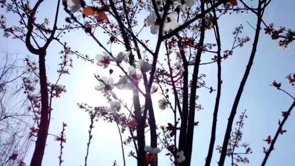 说明:http://mmbiz.qpic.cn/mmbiz_jpg/uPJ1csl0iaqSbeaNG8Lv9Wu5gWQErGy8ZN4X4YPZ6wkwGdfXTonXneGQ734hZsGIrTCEIrcqTAfVoevS7uHFSIA/640?wx_fmt=jpeg&wxfrom=5&wx_lazy=1