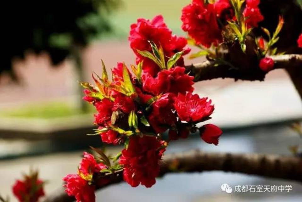 说明:http://mmbiz.qpic.cn/mmbiz_jpg/uPJ1csl0iaqQWKfKZHySFfBohMiaB1n4ceGESAwjROIYM4VOKHT81gJeBD7vblibceLK8cHNiaibhE5wiaKa6LToOAeQ/640?wx_fmt=jpeg&wxfrom=5&wx_lazy=1