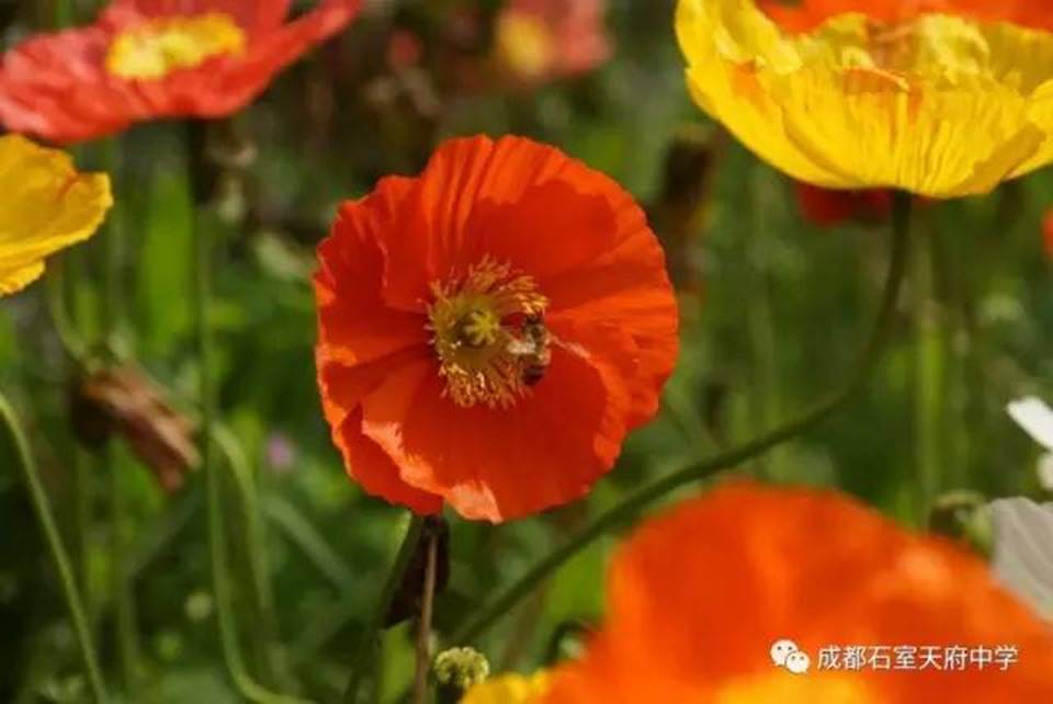 说明:http://mmbiz.qpic.cn/mmbiz_jpg/uPJ1csl0iaqQWKfKZHySFfBohMiaB1n4ceZkn15lzBOr4cQEicgc5q0F92dIBX5EDkS1H3dUicSlC6bcOSwLnibttYw/640?wx_fmt=jpeg&wxfrom=5&wx_lazy=1