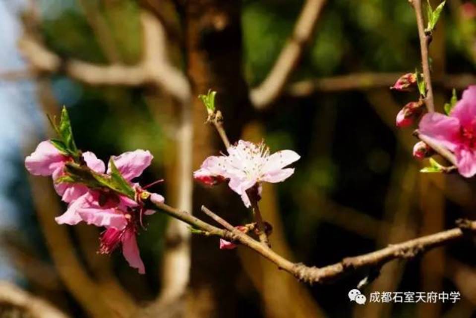 说明:http://mmbiz.qpic.cn/mmbiz_jpg/uPJ1csl0iaqQWKfKZHySFfBohMiaB1n4ceicMGyqM2ica2IzkQk1BsMziaVYCkzXaXoAOash05ibwm3KSwibLspiaUHHEg/640?wx_fmt=jpeg&wxfrom=5&wx_lazy=1
