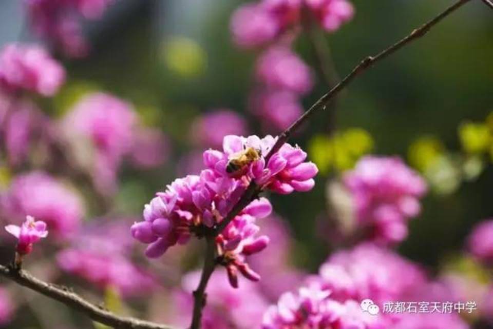 说明:http://mmbiz.qpic.cn/mmbiz_jpg/uPJ1csl0iaqQWKfKZHySFfBohMiaB1n4ceE3U7QTIXs66rMyhSfvZ6VuXtlN2TGKkWxddia2c6QbCt17oibHL7ornA/640?wx_fmt=jpeg&wxfrom=5&wx_lazy=1