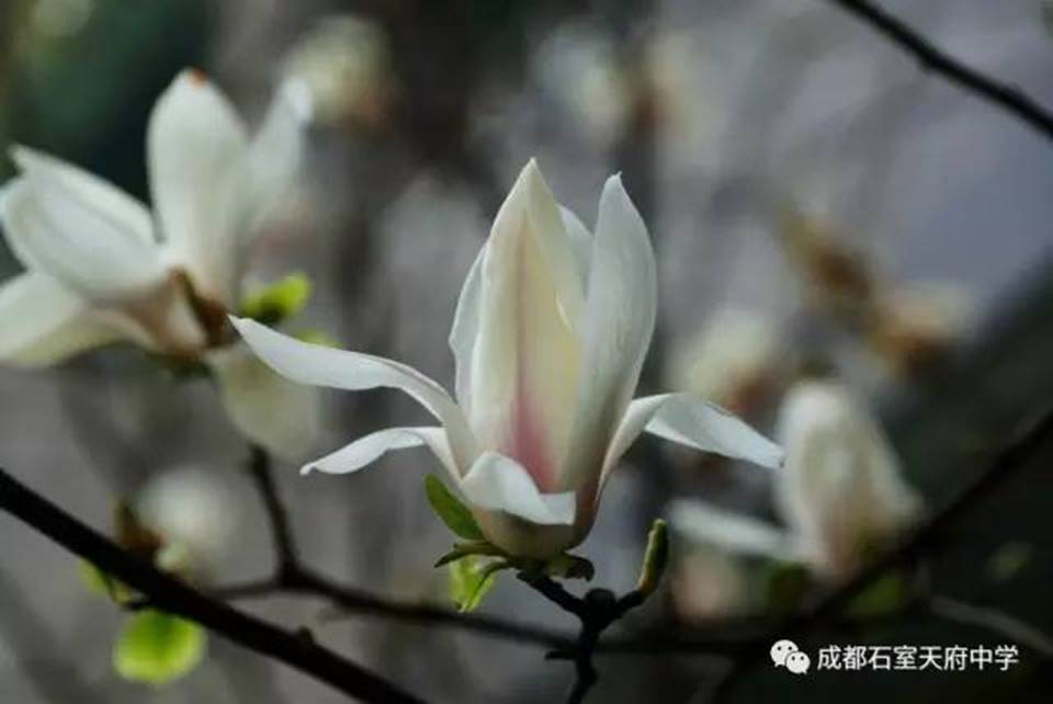 说明:http://mmbiz.qpic.cn/mmbiz_jpg/uPJ1csl0iaqQWKfKZHySFfBohMiaB1n4cevqcKBkIZ5h9k79dibzKyfJqh1n7icWBLicwxynZiacFUbiaT6ibUjR0UUAog/640?wx_fmt=jpeg&wxfrom=5&wx_lazy=1